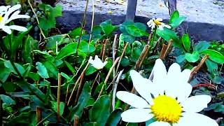 Suzan Erens, Andre Rieu, The Last Rose of Summer with Lyrics