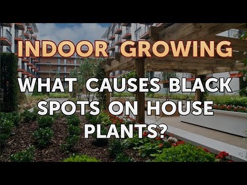 How to Regrow a Broken Aloe Leaf