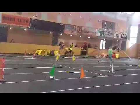 BIBS agility verseny 2016-11-11