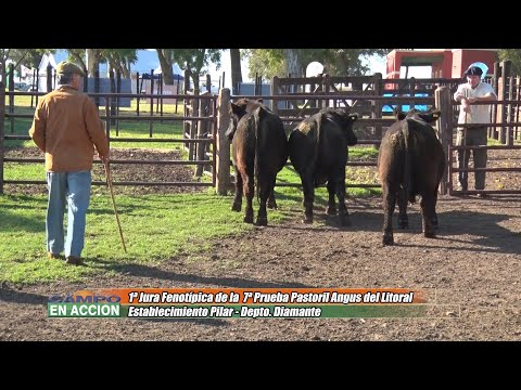 El Angus es un cheque al portador - Francisco Calderón