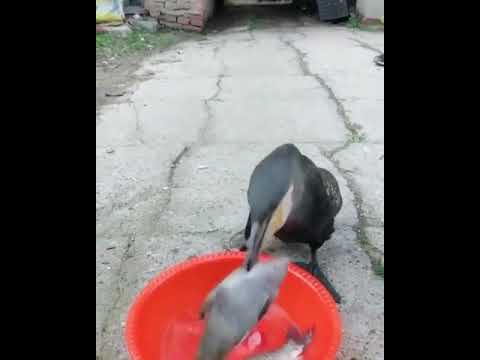 Oiseau voleur de poissons