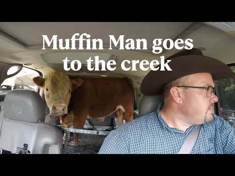 Muffin Man Le taureau a la chance d'aller boire dans un ruisseau alimenté par une source fraîche.