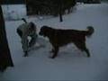 Neve Pra Cachorro