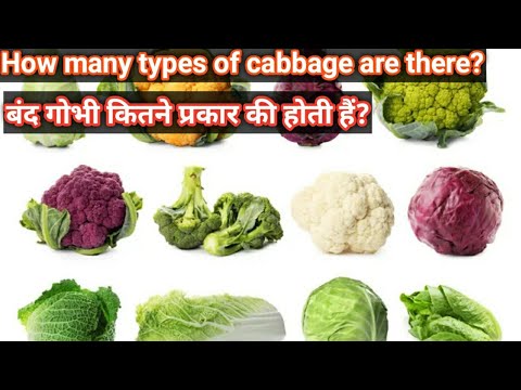 , title : 'How many types of cabbage are there?|Types of cabbages|varieties of cabbage|गोभी के प्रकार'