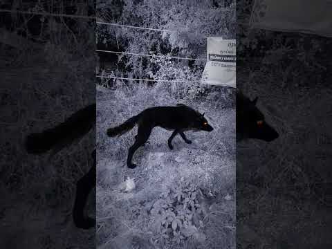 Dangerous Dogs in road side | Dog | Dangerous | Maymuna |Munia | natural |