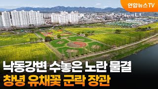 낙동강변 수놓은 노란 물결…창녕 유채꽃 군락 장관 / 연합뉴스TV (YonhapnewsTV)