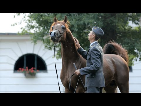 ⚜️ PINITO ⚜️ (EKS Alihandro x Piniata, by Eden C), 2022 PRIDE OF POLAND