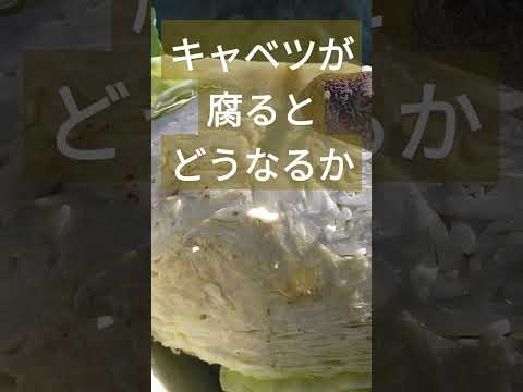 キャベツの腐敗から野菜を守るには？制御と治療  庭園