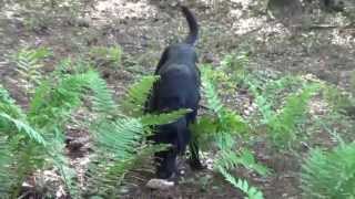 Black Lab Blood Tracking Practice