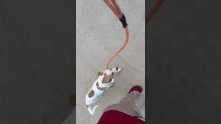 Video preview image #1 Toy Rat Doxie Puppy For Sale in Sanford, FL, USA