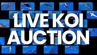 LIVE KOI AUCTION 🔴 Premium Fish — Bid Live Tonight! | Koi Market
