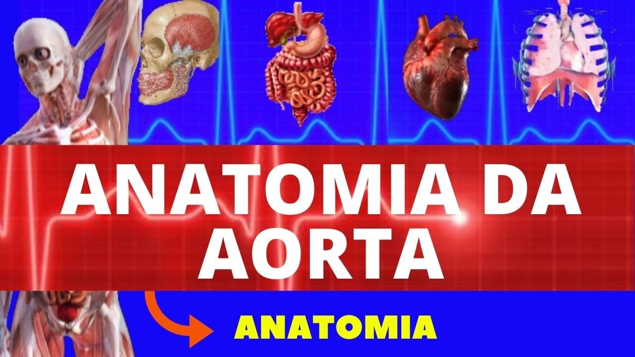 ANATOMIA DA AORTA (ARCO DA AORTA, AORTA TORÁCICA E AORTA ABDOMINAL) ANATOMIA COMPLETA DA AORTA