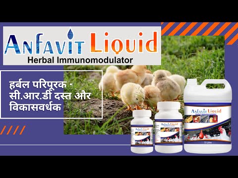 Chicks immunity booster supplement (anfavit)