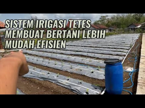 Drip irrigation system in eggplant garden || einfache Landwirtschaft
