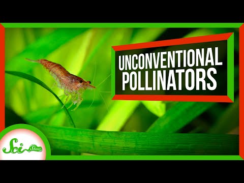 Crabs, Cockroaches, and 3 Other Pollinators That Aren't Bees