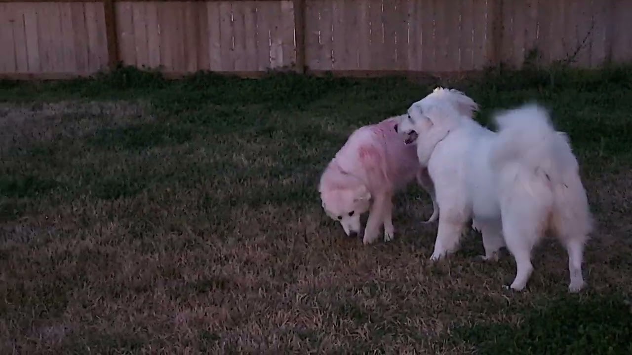 Enlarge Panther, an adopted Great Pyrenees in Spring, TX video 6/6