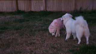 Video preview image #1 Great Pyrenees Puppy For Sale in Spring, TX, USA
