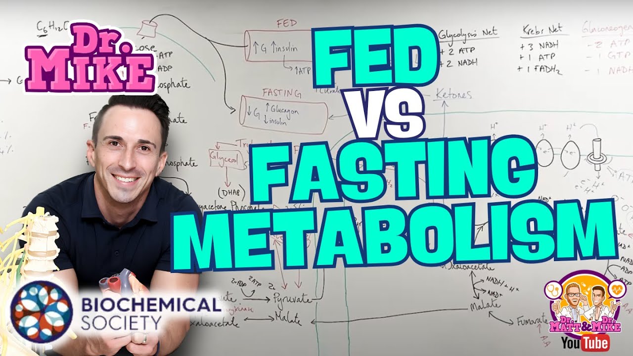 Fed vs Fasting Metabolism