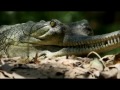 Wildest India 2of5 Ganges River Of Life DVDRip