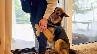 Quand votre gros chien se prend pour un bébé ! 🤣 funny dogs videos 2025