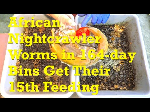 Feeding #15 on day 164 in the ANC worm bins - vermicompost