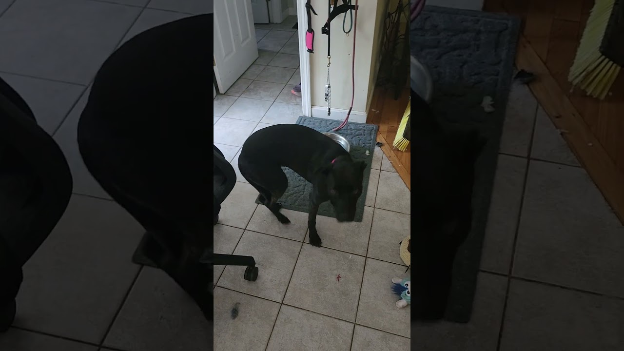 Enlarge Elle, a ADOPTABLE mixed breed in Milford, NH video 4/6