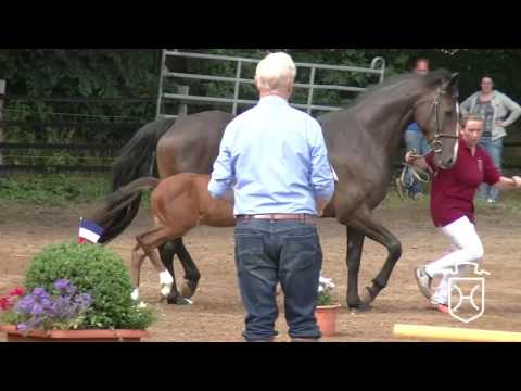 Hengstfohlen von Adagio de Talma - Quirado - Cassini I