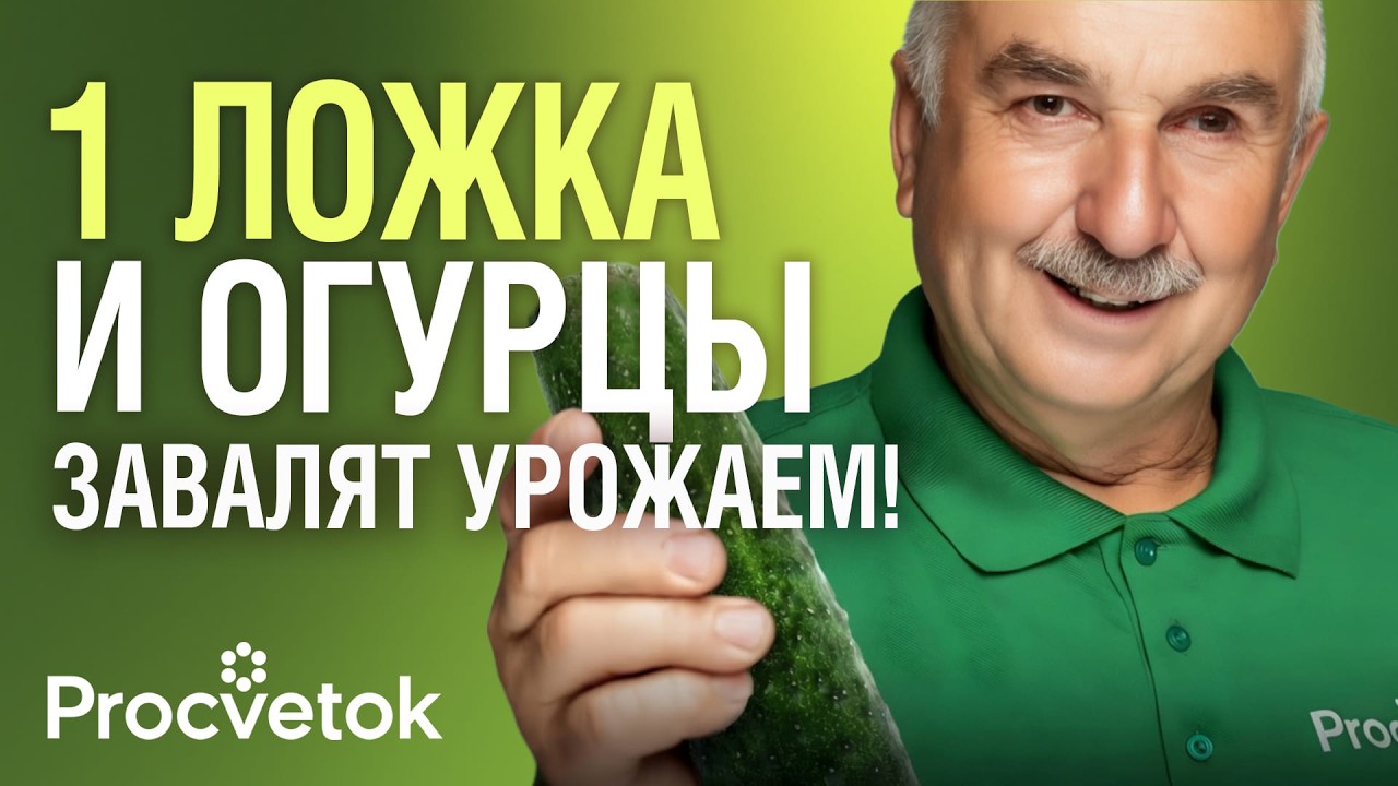 ДАЖЕ СЛАБЫЕ ОГУРЦЫ ВМИГ ПОЙДУТ В РОСТ И НЕ БУДУТ БОЛЕТЬ, если подкормить их так!