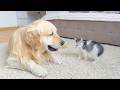 ⁠Funny Tiny Kitten Reacts To Giant Golden Retriever Reaction Is Hilarious
