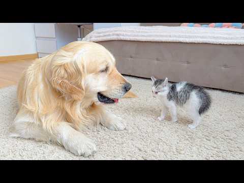 YouTube 썸네일