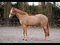 Mare BWP Belgian Warmblood For sale 2019 Chesnut