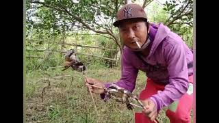 Download lagu pikat anakan cendet,pentet mp3