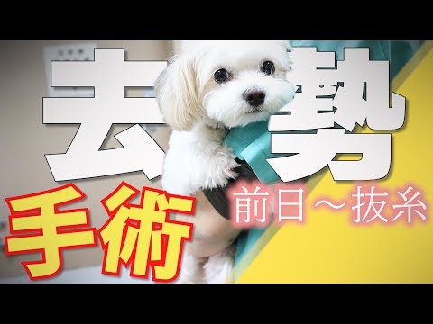 犬の去勢手術後の回復