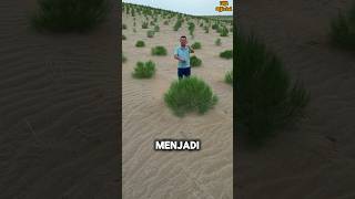 Download lagu This is the Surprising Effort That Changed the Face of China's Desert #shorts mp3