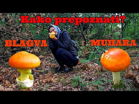 Blagva/jajčara ili Muhara KAKO PREPOZNATI RAZLIKU? 01.08.2021 Okolina Soko banje, Hrastova šuma