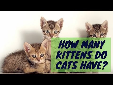 Adding Up the New Additions: How Many Kittens Do Cats Have?