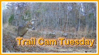 Trail Cam Tuesday - January 14, 2025
