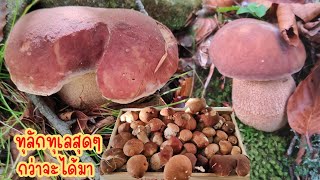 The most challenging mushroom-picking clip ever‼️.Ep101