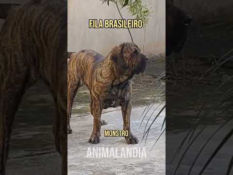 THE MOST PSYCHOPATHIC DOGS THAT EXIST #paidepet #momofpet #dog #dogs