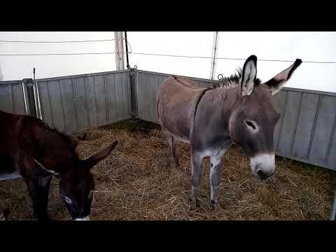 ASINELLI ALLA 41^FIERA REGIONALE D'AUTUNNO A CARAGLIO (CN) DOM. 22 - 9 - 2019