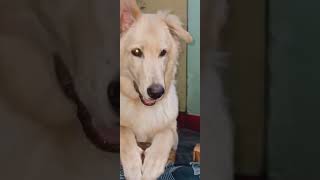 main rang sharbaton ka Reprise - phata poster Nikhla Hero / Arijit singh / Shahid / leana / Pritam