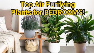 41 BEST INDOOR PLANTS PERFECT FOR THE BEDROOM!