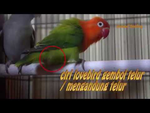 Bertelur Novyj Trend Smotret Onlajn Na Sajte Trendovi Ru