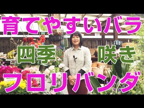 フロリバンダ「マキシ ヴィータ」 植物