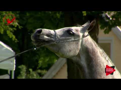 N.53 MT PRADA - Scandinavian Open Championship 2017 - Mares 7-10 Years old (Class 10)