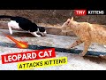 Male Cat Attacks Kittens Tuxedo Cat Fight