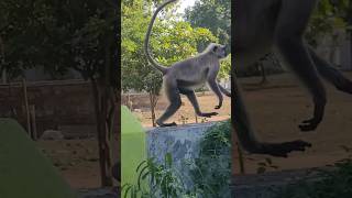 Download lagu Bandar mama ❤️ 💕 💖 💓 #monkey #food #bandarmama #shrots mp3