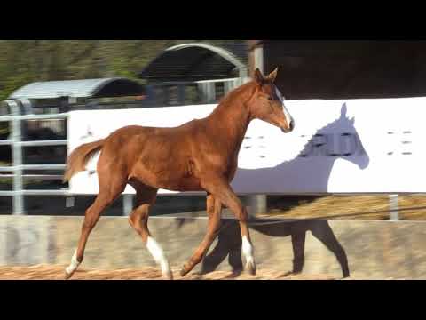 Waldsieg von Mount Etna xx Halimey Go - EH Herzruf geb. 17. Juni 2020