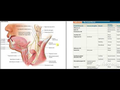 Pharynx constrictors 6