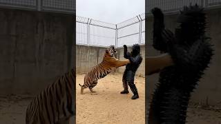 Tigre contra o Homem Spiked 😱🦁 #comedia #animals #tiringa #funny #memes #tiger #leopard #comedy